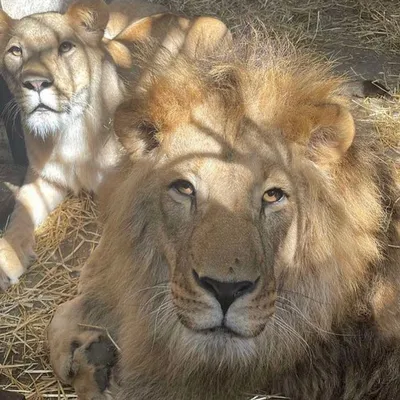 львица льва стоковое фото. изображение насчитывающей мясоед - 25316164