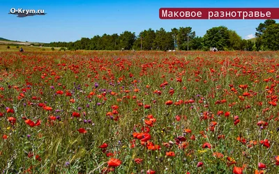 Фотосетка Маки в поле купить на заказ - Эко Фабрика