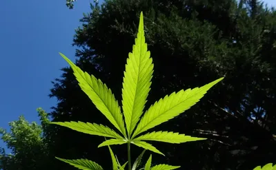 В Великобритании вступил в силу закон о легализации марихуаны в медицинских  целях - Delfi RU