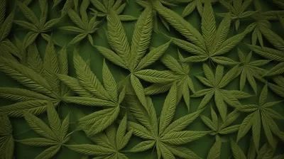 В Латгалии набирает обороты борьба с выращиванием марихуаны / Статья