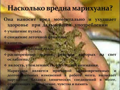 Что наука знает о воздействии марихуаны на мозг — объясняет нейробиолог |  Sobaka.ru