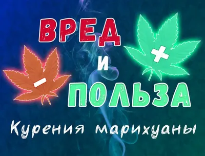 Марихуана: польза и вред марихуаны, как выглядит растение, содержание  наркотика