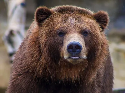 Россия, медведь летит» — создано в Шедевруме