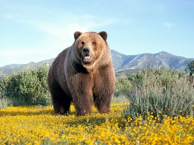 значок Медведь - Россия - купить в магазине БронзаМания