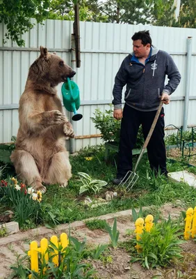 Медведь - символ России. Какой он на самом деле? | А вы знаете что??? | Дзен