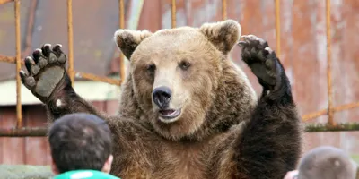 Самый известный медведь России отметил юбилей - KP.RU