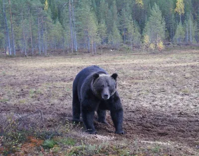 В русской семье вот уже 20 лет живет медведь Степан | Пикабу