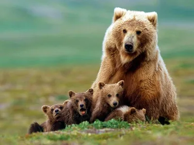 Маша и Медведь - В России есть что посмотреть!🎬✈️ - YouTube