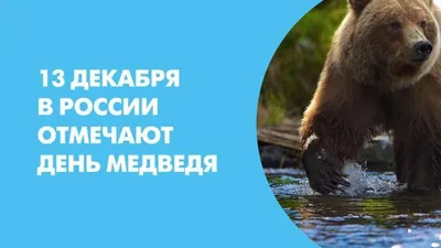 Сгущенка и сало могут сделать из медведя наркомана! - MagadanMedia