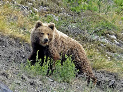 Гималайский медведь (Ursus thibetanus) — Зоопарк «Лимпопо» г. Нижний  Новгород – Нижегородский зоопарк