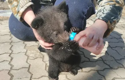 Загадка для самых внимательных - нужно найти медвежонка в густом лесу -  Главред