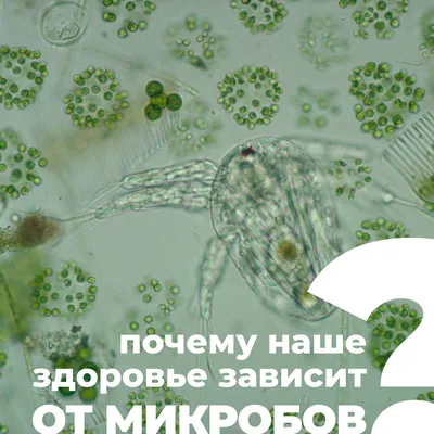 различные клетки вирусов, картинка микробов фон картинки и Фото для  бесплатной загрузки