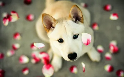 милая собака с, милые картинки собак, мода щенка, собака png | PNGWing