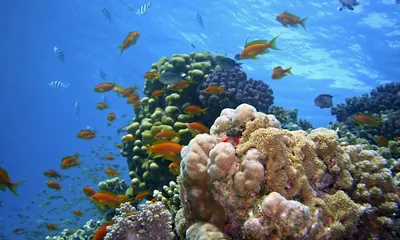 картинки : море, природа, на открытом воздухе, океан, горизонт, Солнечный  свет, солнце, закат солнца, Солнечный лучик, волна, рассвет, атмосфера,  береговая линия, смеркаться, Идиллический, вечер, Сумерки, Размышления,  Спокойный, Морской пейзаж ...