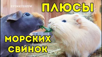 Выставка морских свинок