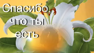 Открытка спасибо любимый - фото и картинки abrakadabra.fun