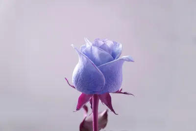 Fake story | Rose flower photos, Flowers photography, Luxury flowers