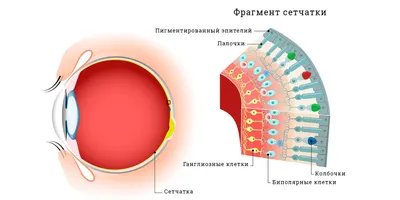 Тест на дальтонизм онлайн, проверка на цветовосприятие