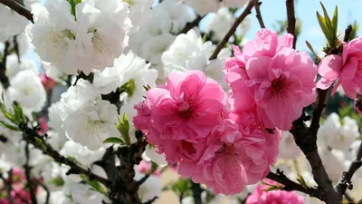 Скачать обои Весна, розовые цветы на дереве, зеленые холмы на рабочий стол  из раздела картинок Красивые картинки весны