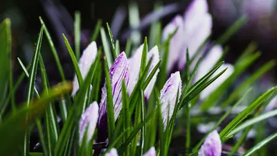 Фон рабочего стола где видно весна, природа, дом, озеро, цветущее дерево,  обои, spring, nature, house, lake, flowering tree, wallpaper