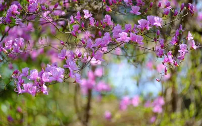 10 ярких обоев | Весна | Пикабу