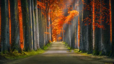 осенние деревья в лесу с причалом, картинка на рабочий стол осень фон  картинки и Фото для бесплатной загрузки