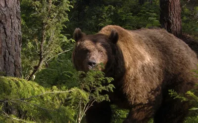 Природа России - обои на рабочий стол, картинка 1920x1200 (Широкоформатные)  | Пещерный медведь, Бурый медведь, Животные