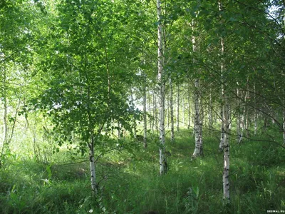 Russia Rivers Parks Осень Природа HD Настольные Обои: широкоформатные:  Высокое Определение: полноэкранный