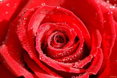 Скачать обои День Святого Валентина Сердечки в сердце на рабочий стол из  раздела картинок День Святого Валентина