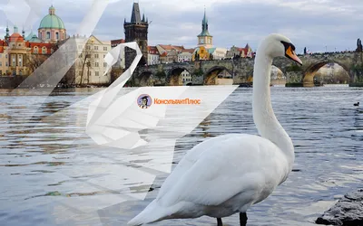 Обои на рабочий стол Mac OS ~ Журнал