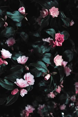 Цветы, идеи заставок на телефон, заставка на рабочий стол | Pink flowers  wallpaper, Flower phone wallpaper, Small pink flowers
