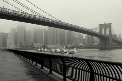 Черно-белые фото обои 184x254 см Город Нью Йорк в тумане (10311P4A)+клей  (ID#1754671200), цена: 850 ₴, купить на Prom.ua