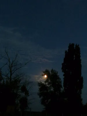 Звезды ночного неба и звезда млечного пути наблюдающ над деревом Стоковое  Изображение - изображение насчитывающей море, ноча: 146689521