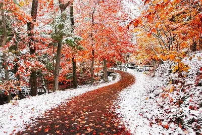 Обои франция, снег, ноябрь, осень, природа на рабочий стол