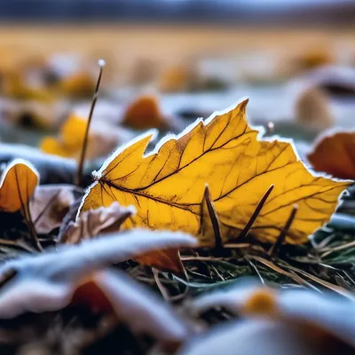 Дерево Ноябрь Природа - Бесплатное фото на Pixabay - Pixabay