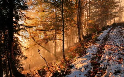 Ноябрь природа (Много фото) - treepics.ru