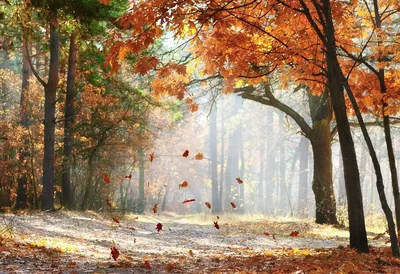 Ноябрь природа» — создано в Шедевруме