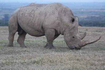 Африканский черный носорог | Животный мир | Дзен