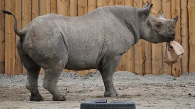 Носороги носорогов саванны Африки носорога носорога Стоковое Фото -  изображение насчитывающей картина, длиной: 51853944