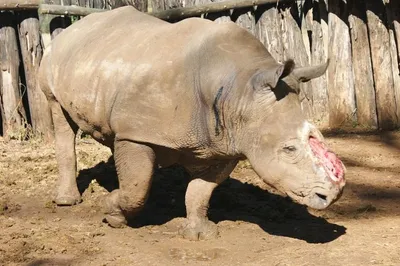 В Таллиннском зоопарке усыпили самку носорога Кибиби | Эстония | ERR