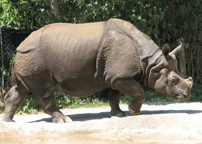 В ЮАР вылечили и вернули в дикую природу носорога, которому браконьеры  отрубили рога: Новости ➕1, 25.01.2022