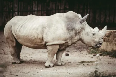 Трава носорога живой природы животная Стоковое Изображение - изображение  насчитывающей рожочки, парки: 41295437