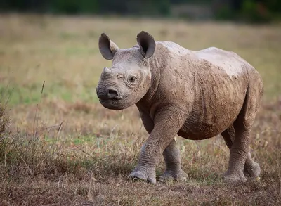 Топ 3 самых больших носорога на свете | Мир Животных | Дзен