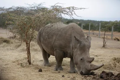 Детеныш редкого носорога родился в зоопарке США: 10 ноября 2020, 19:01 -  новости на Tengrinews.kz