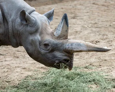 В Танзании умерла самая старая самка черного носорога - Российская газета