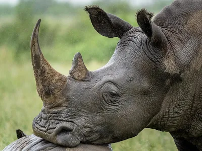 Портрет носорога стоковое фото. изображение насчитывающей тварь - 38127336