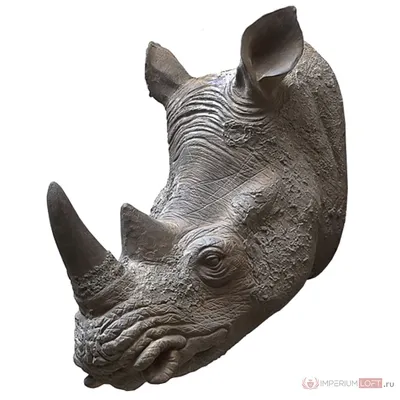 Генетики начали воскрешение вымершего подвида носорога - Российская газета