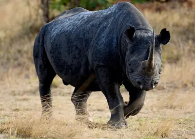 Носороговые — Википедия