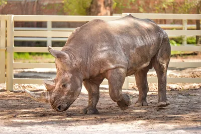 Уставшая самка носорога положила голову на спящего детеныша | Пикабу