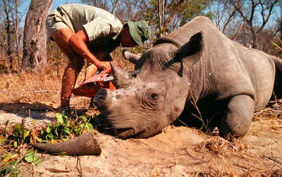 Носорога носорога с Simum Squarelipped Ceratotherium носорога белого  носорога птицы Стоковое Изображение - изображение насчитывающей носорога,  висеть: 186929723